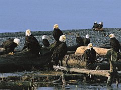 Governor's Ball, Bald Eagles, Alaska